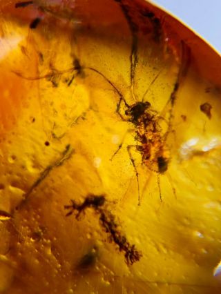 Long Tails Roach Larva Burmite Myanmar Burmese Amber Insect Fossil Dinosaur Age