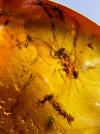 long tails roach larva Burmite Myanmar Burmese Amber insect fossil dinosaur age 2