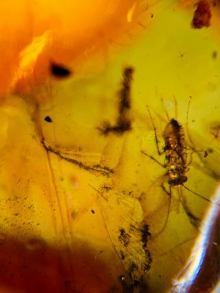 long tails roach larva Burmite Myanmar Burmese Amber insect fossil dinosaur age 3