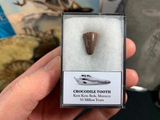 Crocodile Tooth (morocco) 04 - 95 Myo Dinosaur Age Fossil