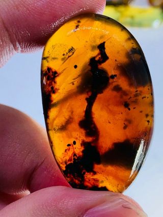 8g unknown bug&plant residue Burmite Myanmar Amber insect fossil dinosaur age 2