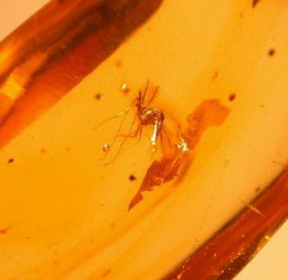 Chironomid with Antennae in Authentic Dominican Amber Fossil Gemstone 2