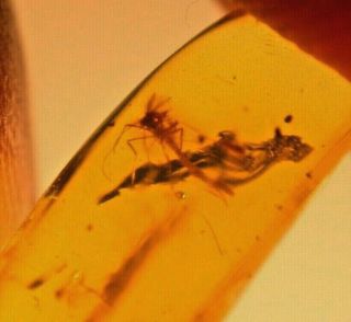 Chironomid with Antennae in Authentic Dominican Amber Fossil Gemstone 3