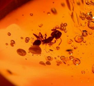 Worker Ant,  Fulgoroid,  Fly in Authentic Dominican Amber Fossil Cabochon 3