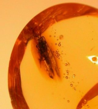 Moth in Authentic Dominican Amber Fossil Gem 3