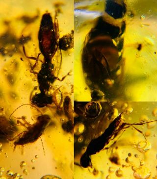 Unknown Item&wasp&roach Burmite Myanmar Burmese Amber Insect Fossil Dinosaur Age
