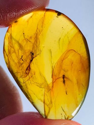 4.  38g Unknown Fly Bug Burmite Myanmar Burmese Amber Insect Fossil Dinosaur Age