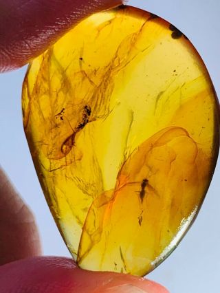 4.  38g unknown fly bug Burmite Myanmar Burmese Amber insect fossil dinosaur age 2