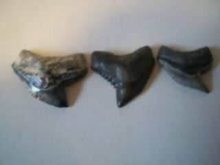 Tiger Sharks Teeth Fossils Bone Valley Florida 3