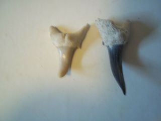 Sand Tiger Shark Teeth Fossil Shark Tooth Bone Valley Florida Unusual