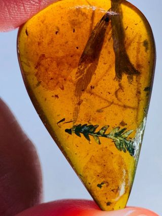 3.  88g plant tree leaf Burmite Myanmar Burmese Amber insect fossil dinosaur age 2