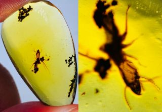 1.  88g Unknown Bug Burmite Myanmar Burmese Amber Insect Fossil Dinosaur Age