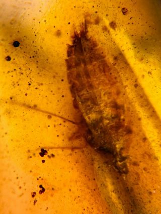 cicada larva&moth Burmite Myanmar Burmese Amber insect fossil dinosaur age 2