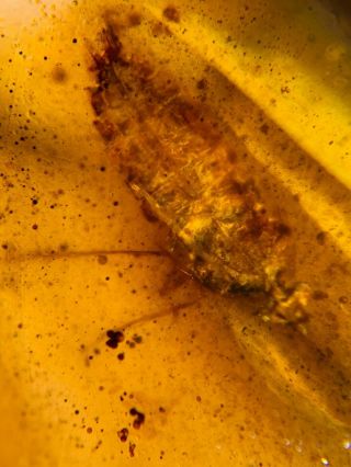 cicada larva&moth Burmite Myanmar Burmese Amber insect fossil dinosaur age 3
