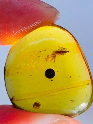 2.  48g Unknown Fly Bug Burmite Myanmar Burmese Amber Insect Fossil Dinosaur Age
