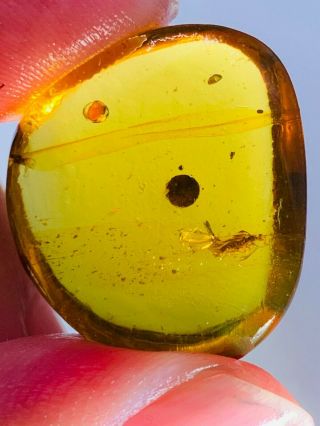 2.  48g unknown fly bug Burmite Myanmar Burmese Amber insect fossil dinosaur age 2