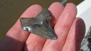 Chubutensis Megalodon Shark tooth 1.  69 inches 2
