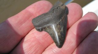Chubutensis Megalodon Shark tooth 1.  69 inches 3