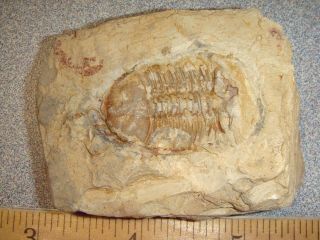 19 Fossil Trilobite Ductina Vietnamica In Matrix