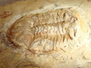 19 Fossil Trilobite Ductina vietnamica in matrix 2