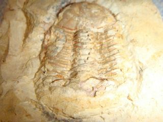 19 Fossil Trilobite Ductina vietnamica in matrix 3
