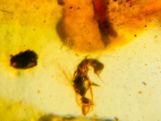 wasp bee&pincer&fly Burmite Myanmar Burmese Amber insect fossil dinosaur age 2