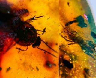 Big Adult Roach&cricket Burmite Myanmar Burmese Amber Insect Fossil Dinosaur Age