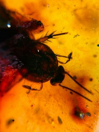 big adult roach&cricket Burmite Myanmar Burmese Amber insect fossil dinosaur age 2