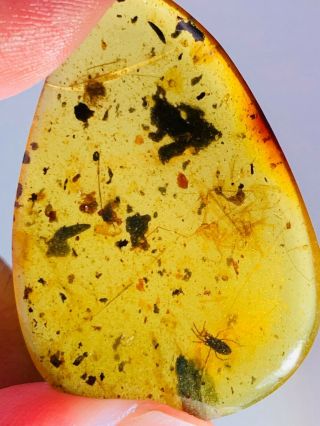 3.  08g Tick&unknown Fly Burmite Myanmar Burmese Amber Insect Fossil Dinosaur Age