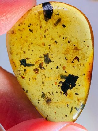 3.  08g tick&unknown fly Burmite Myanmar Burmese Amber insect fossil dinosaur age 2