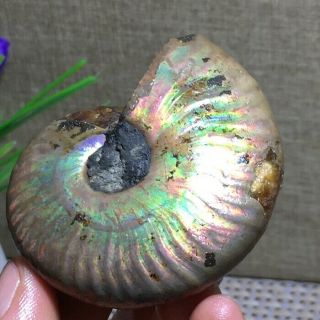 Rainbow Iridescent Ammonite Shell Specimen Madagascar 63g k712 2