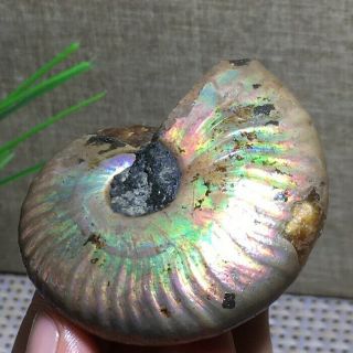 Rainbow Iridescent Ammonite Shell Specimen Madagascar 63g k712 3