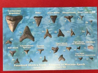 Fossilized Shark Teeth Postcard - Pliocene to Miocene Epoch - 2/35 Million Years 3