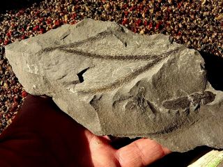 Lepidodendron Leaf Tip Fossil With Lycopod Cone