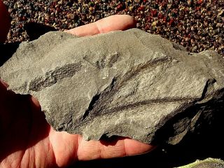 Lepidodendron leaf tip fossil with Lycopod cone 2