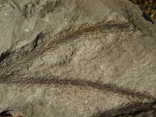 Lepidodendron leaf tip fossil with Lycopod cone 3