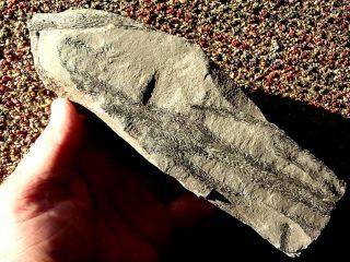 Lepidodendron leaf tip fossil 2
