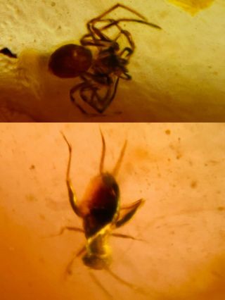 Spider&cricket Larva Burmite Myanmar Burmese Amber Insect Fossil Dinosaur Age