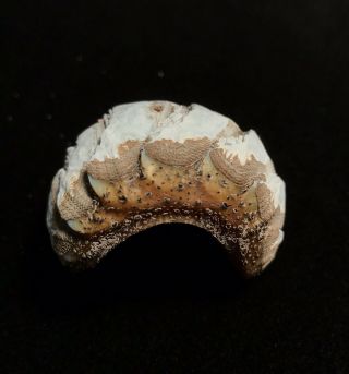 Chiton Isopod Shell from Northern Washington Beach 2