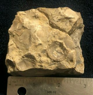 Eomonorachus trilobite fossil 2