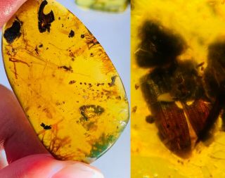 5.  3g Coleoptera Beetle Burmite Myanmar Burmese Amber Insect Fossil Dinosaur Age