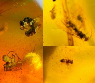 Unknown Fly&wasp&barklice&spider Burmite Myanmar Amber Insect Fossil Dinosaur Ag