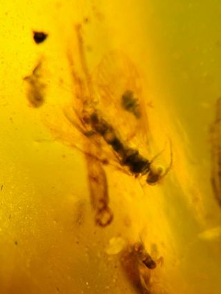 unknown fly&wasp&barklice&spider Burmite Myanmar Amber insect fossil dinosaur ag 3