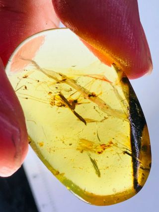 3.  16g big Orthoptera bug Burmite Myanmar Burma Amber insect fossil dinosaur age 3