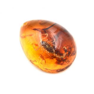 1Pc Fashion Insect Stone Scorpions Inclusion Amber Baltic Pendant Necklace EHHH 2