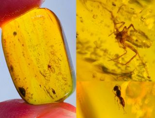 2.  76g Spider&wasp Bee Burmite Myanmar Burmese Amber Insect Fossil Dinosaur Age