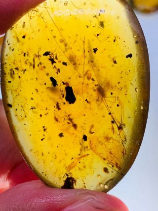 7.  1g Unknown Fly&tick&spider Burmite Myanmar Amber Insect Fossil Dinosaur Age