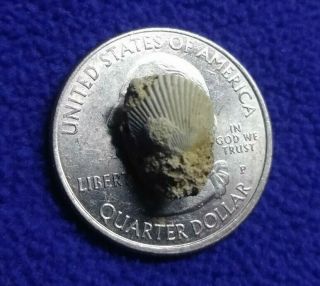 Sc13 Fossilized Scallop Sea Shell Tiny 10 Mm Marine Bivalve Mollusks Pectinidae