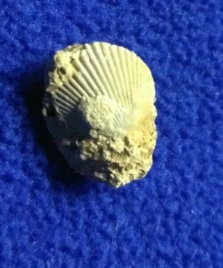 SC13 FOSSILIZED Scallop Sea Shell Tiny 10 mm Marine Bivalve Mollusks Pectinidae 2
