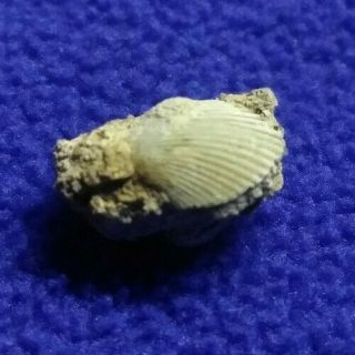 SC13 FOSSILIZED Scallop Sea Shell Tiny 10 mm Marine Bivalve Mollusks Pectinidae 3